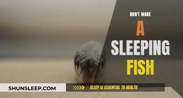 The Sleeping Fish's Warning: A Cautionary Tale