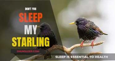 Sleep, My Starling: A Guide to Restful Nights