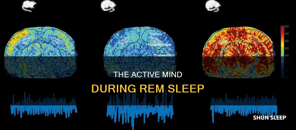 es are active during rem sleep