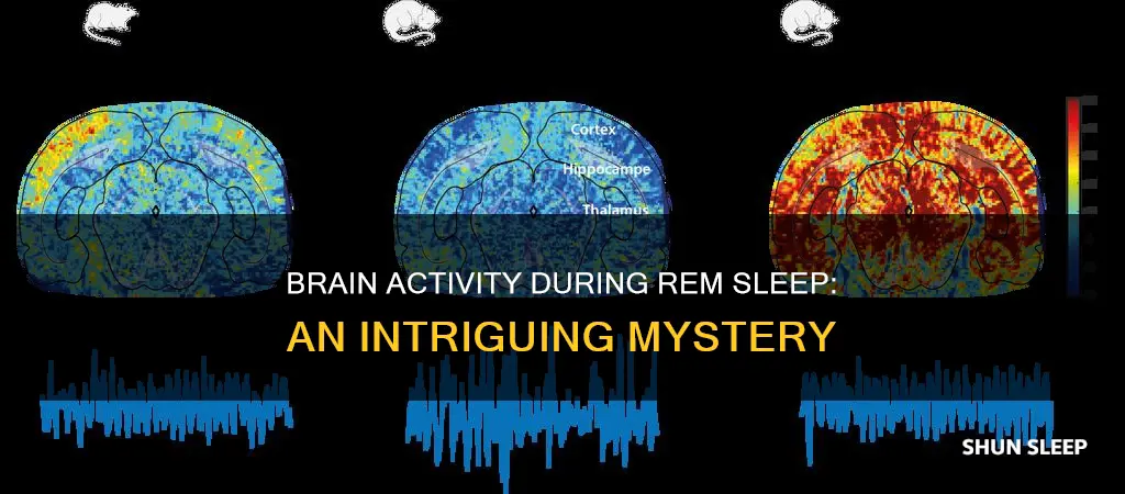 how active is the brain during rem sleep