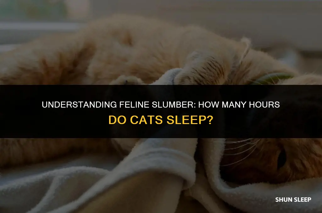 how any hours dk cats sleep