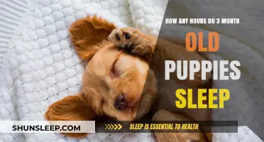 Understanding Puppy Sleep Patterns: A Guide for New Pet Parents