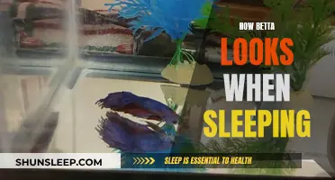 Betta Sleeping Beauty: A Unique Resting Pose