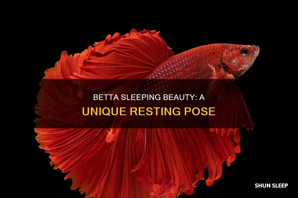 how betta looks when sleeping
