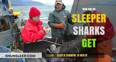 Sleeper Sharks: Unveiling Their Impressive Size and Growth Secrets