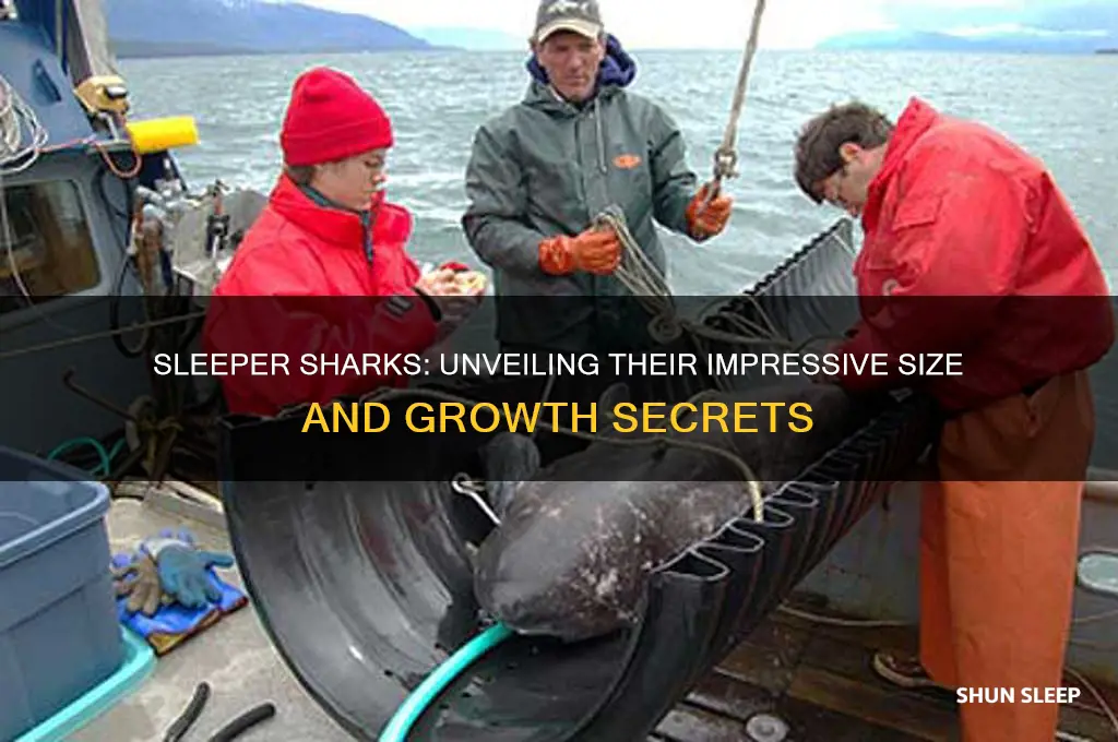 how big do sleeper sharks get