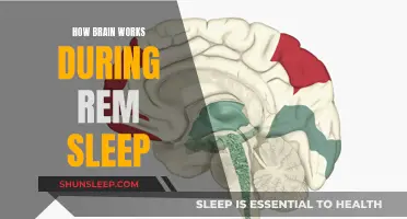 Brain Activity During REM Sleep: Unlocking the Mystery