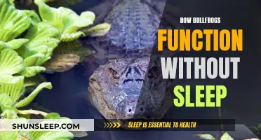 Bullfrogs' Unique Wakefulness: Functioning Without Sleep