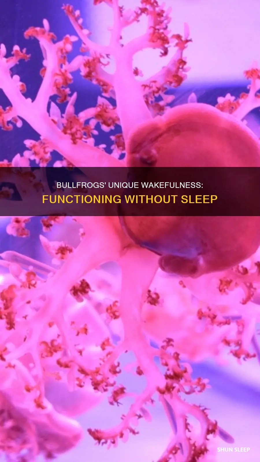 how bullfrogs function without sleep