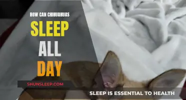 Chihuahuas' Sleep Patterns: All-Day Napping Explained