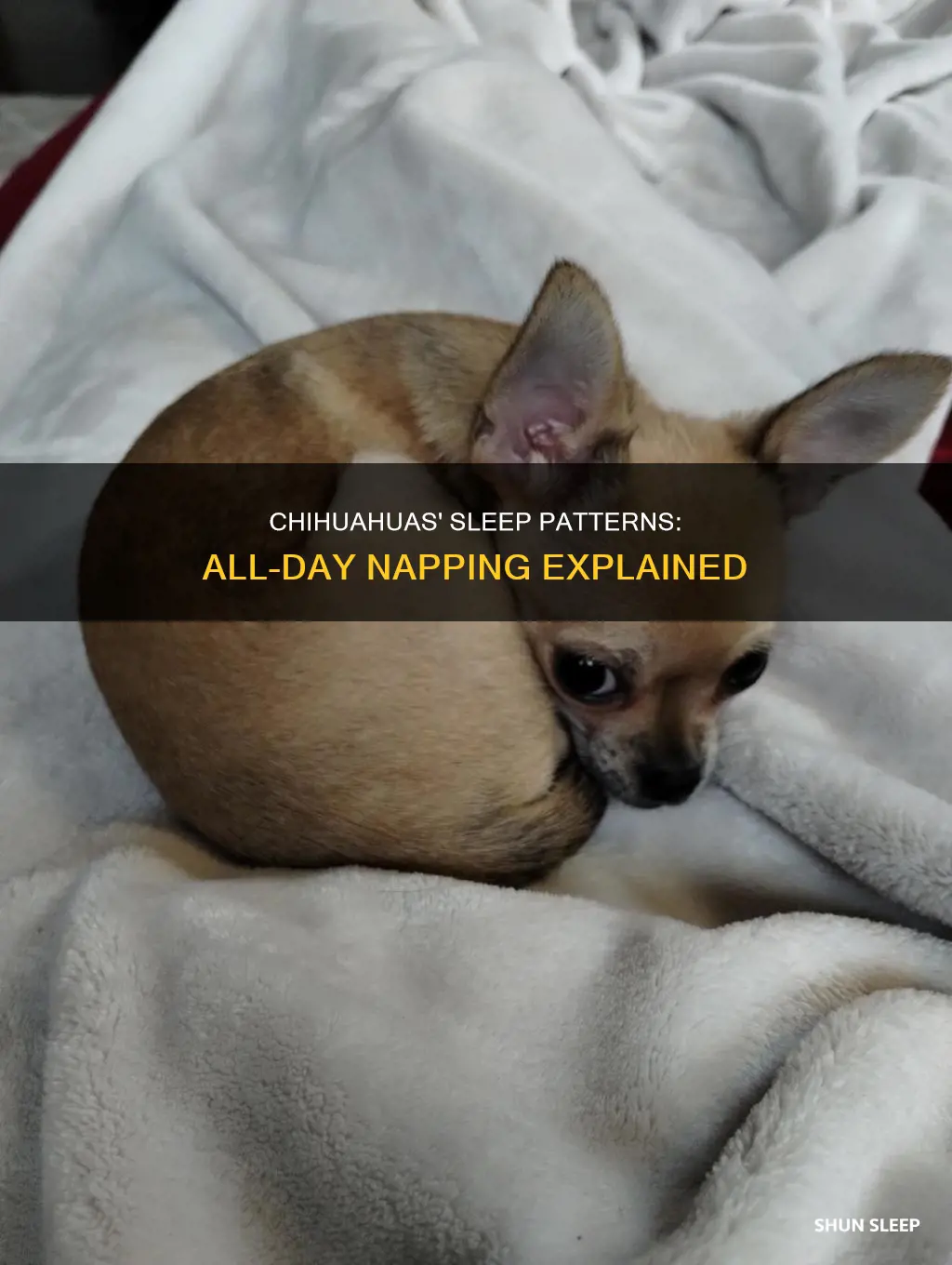 how can chihuahuas sleep all day