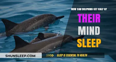 Dolphins' Unique Sleep: How They Rest Half Their Brain at a Time