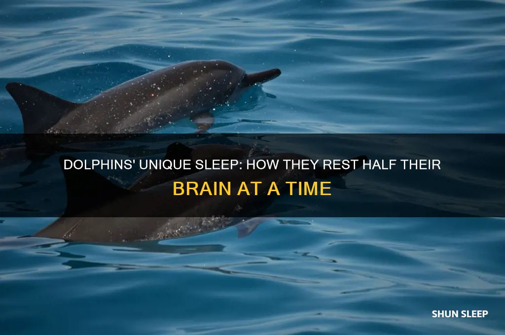 how can dolphins get half of their mind sleep