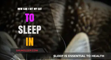 Cozy Tips to Help Your Cat Sleep in Comfortably