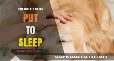 Making the Hard Decision: When and How to Euthanize Your Dog