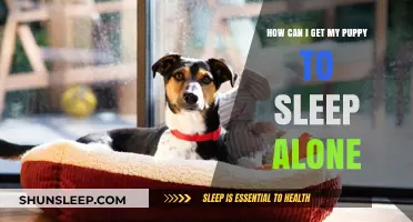 Helping Your Puppy Sleep Alone: Tips for a Peaceful Night's Rest