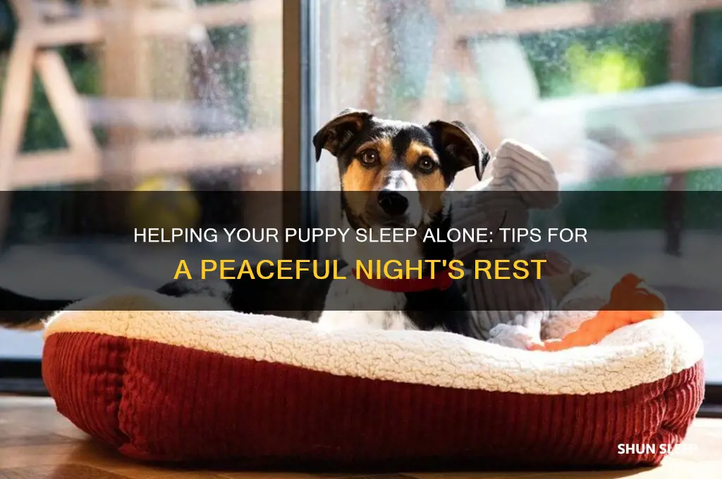 how can i get my puppy to sleep alone