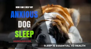 Calming Your Anxious Dog: Tips for a Peaceful Night's Sleep