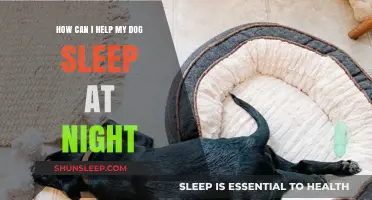 Helping Your Dog Sleep Better: Tips for Peaceful Nights