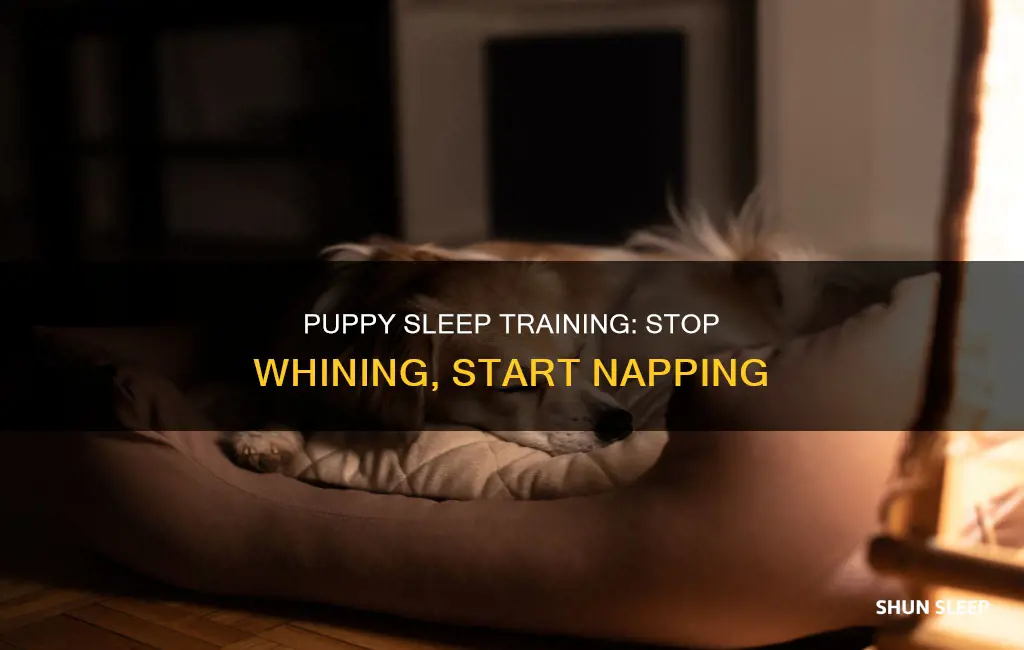 how can puppy sleep without whining