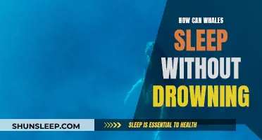 Whales' Sleep: Staying Afloat and Alive