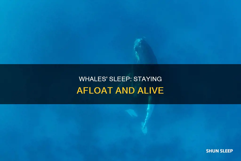 how can whales sleep without drowning
