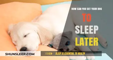 Train Your Dog to Sleep Later: Tips for a Lazy Morning