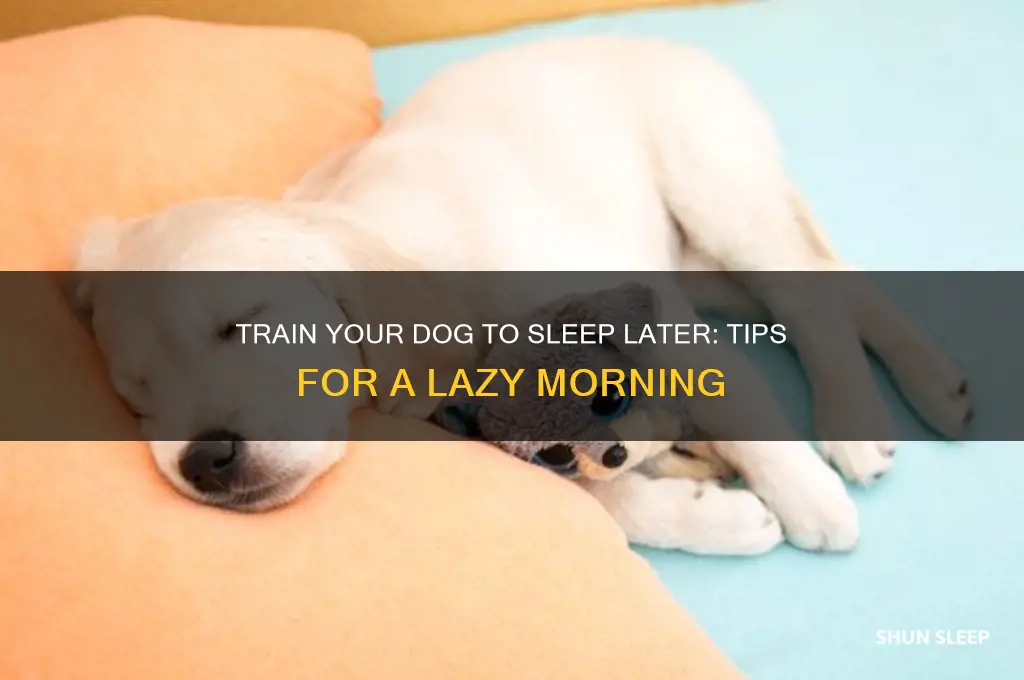 how can you get your dog to sleep later