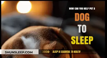 Compassionate Guidance: Supporting Your Dog Through the End-of-Life Decision