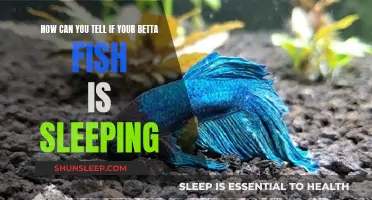 Is Your Betta Fish Asleep or Dead?