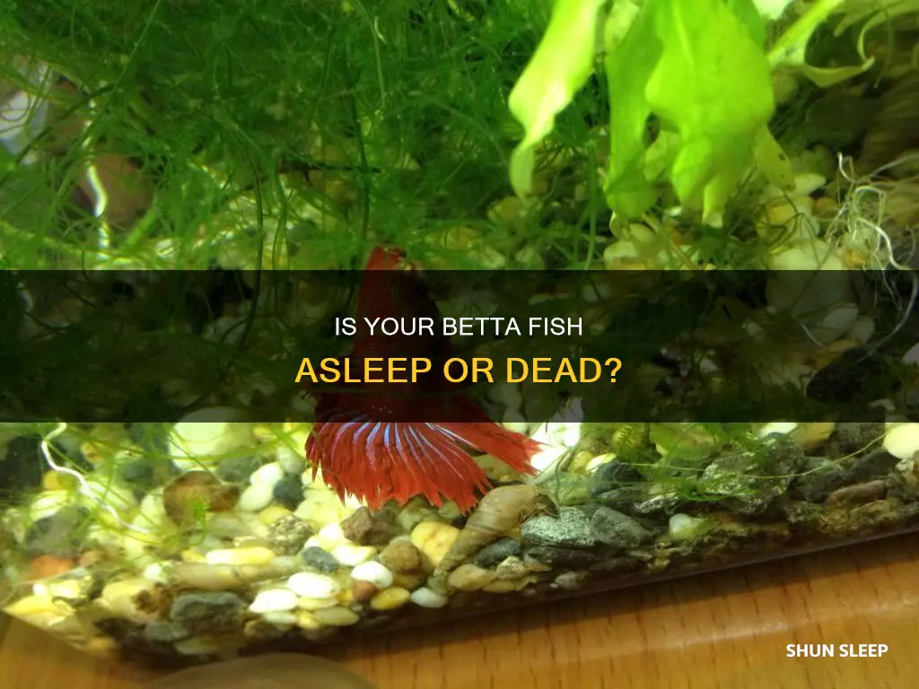 how can you tell if your betta fish is sleeping