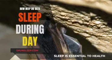 Daytime Bat Sleep: How Deep is Their Slumber?