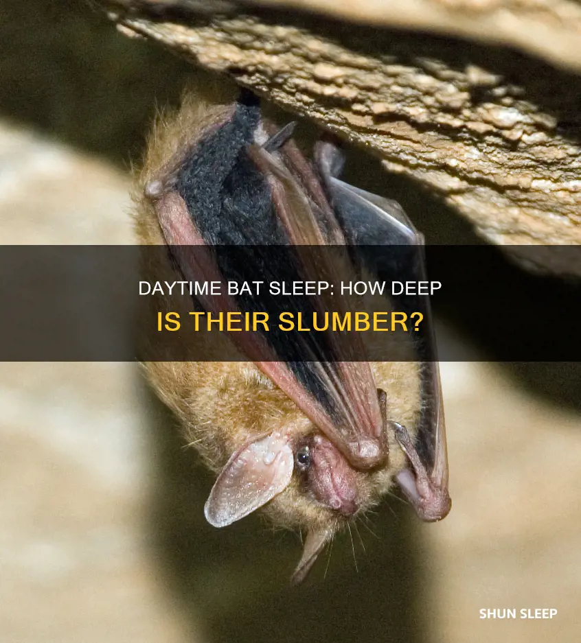 how deep do bats sleep during day