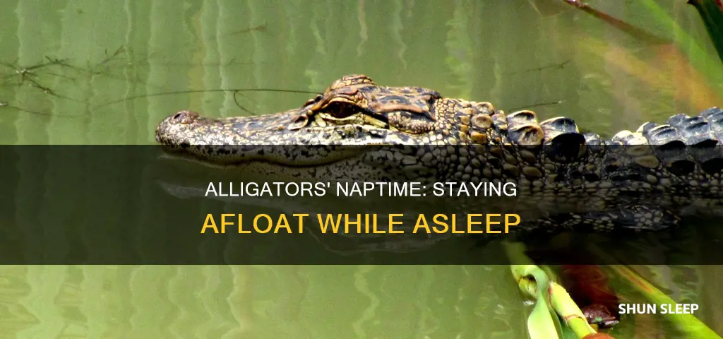 how do alligators sleep without drowning