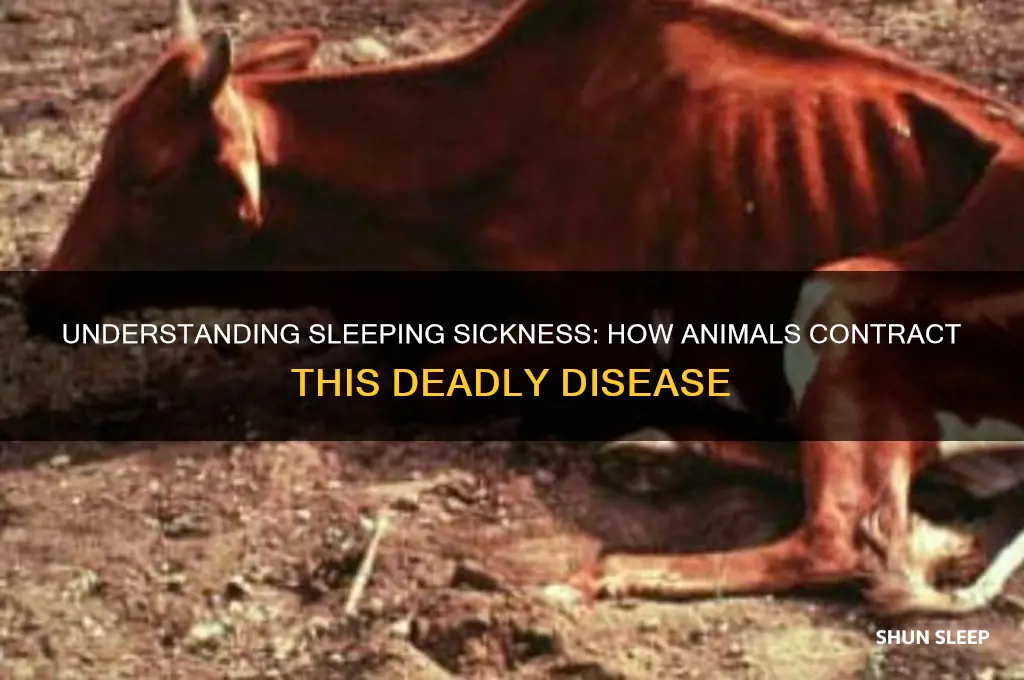 how do animals get sleeping sickness