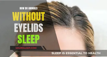 Animals Without Eyelids: How Do They Sleep?