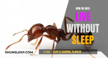 Ants' Unique Ability: Living and Functioning Without Sleep