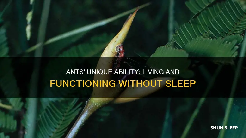 how do ants live without sleep