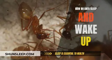 Ants' Unique Sleep Patterns: A Study in Rest and Awakening