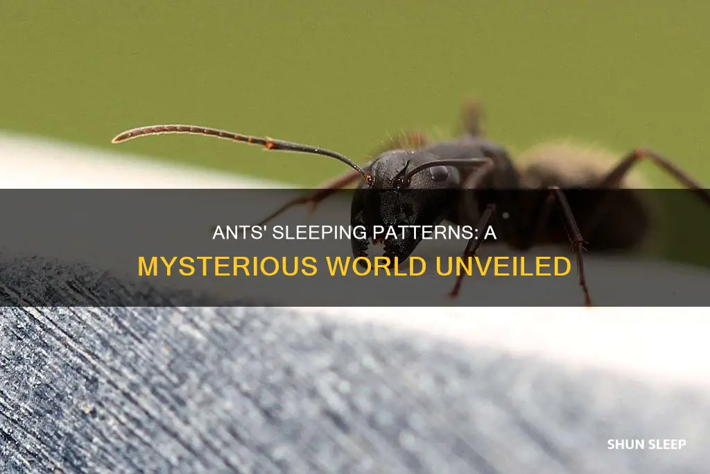 how do ants sleep and wake up