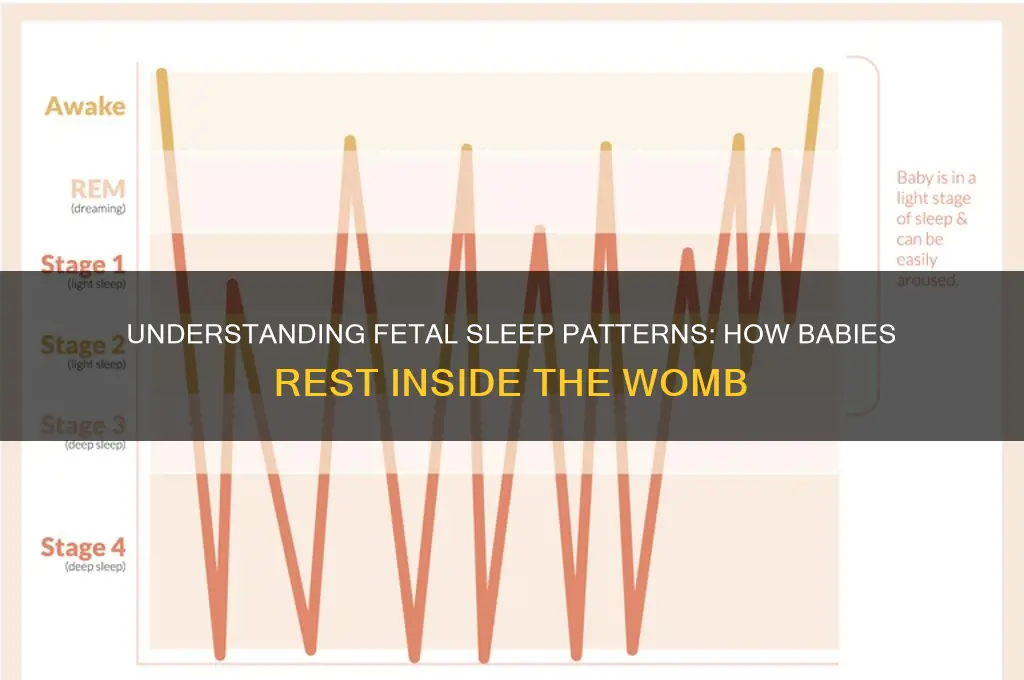 how do babies sleep inside the womb