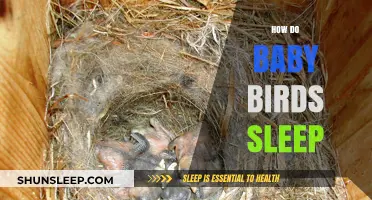 How Do Baby Birds Sleep? Uncovering Their Unique Resting Habits
