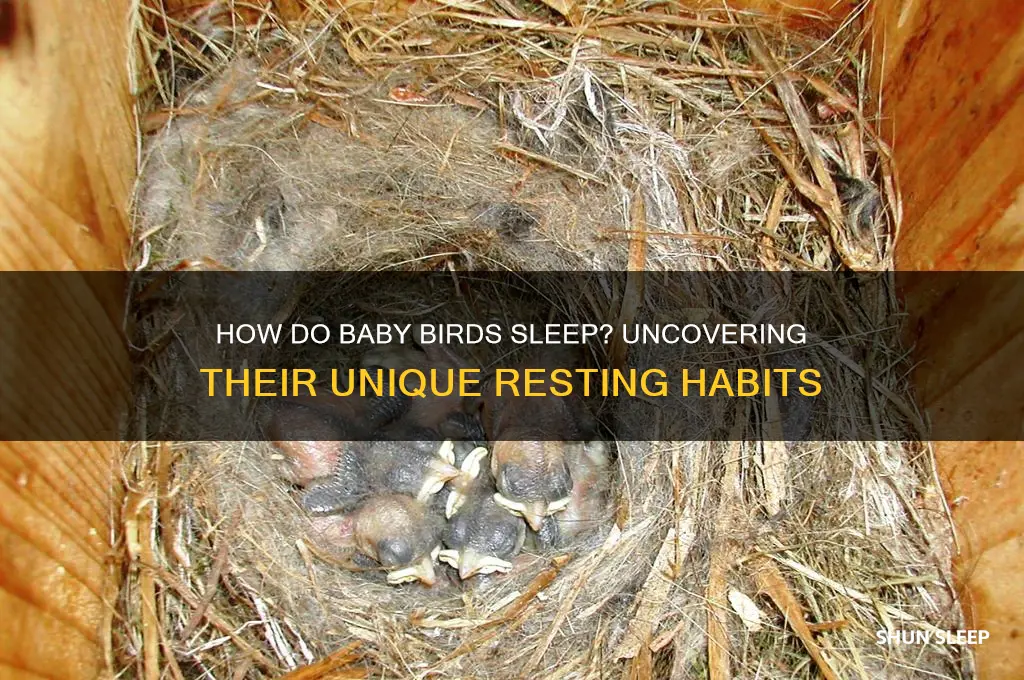 how do baby birds sleep