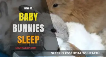 Understanding Baby Bunny Sleep Patterns: A Guide to Their Restful Habits