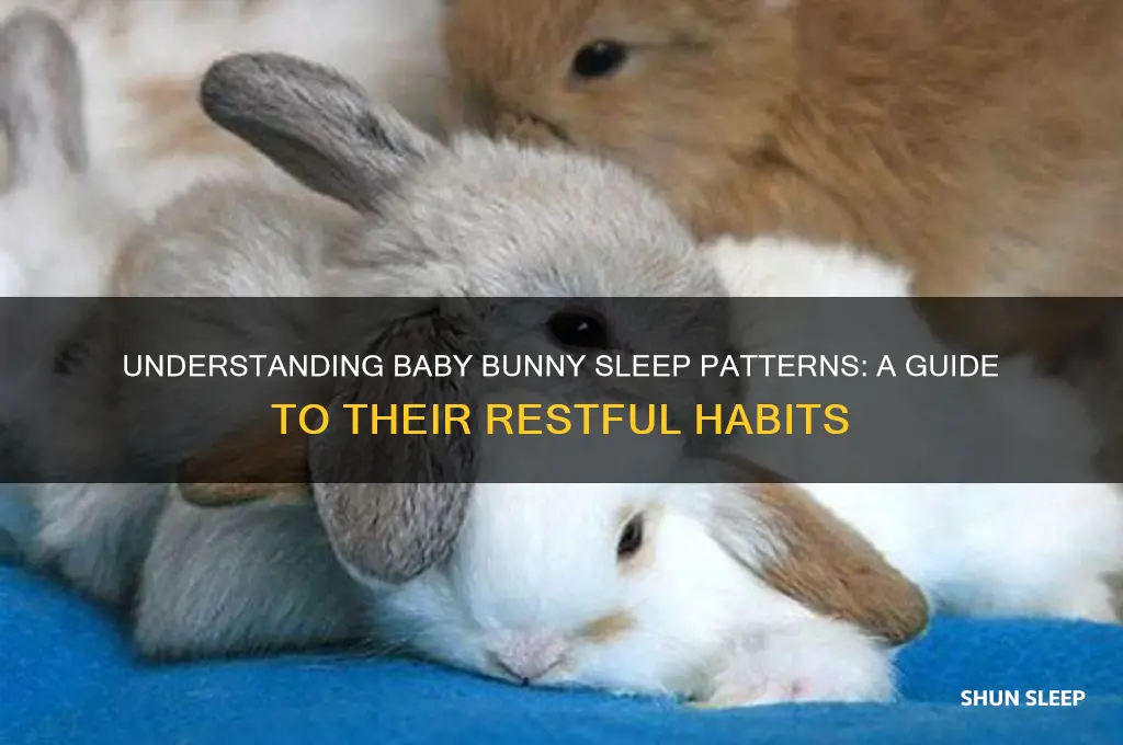 how do baby bunnies sleep