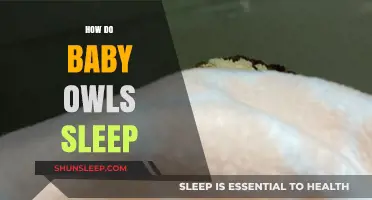 Do Baby Owls Sleep Like Adults? Uncovering Their Unique Resting Habits