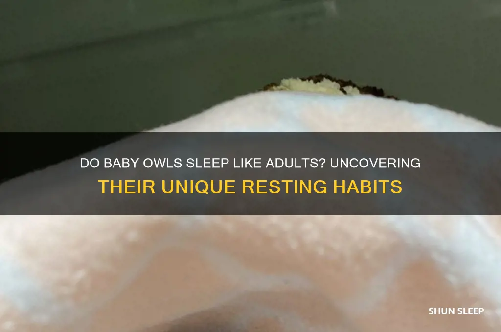 how do baby owls sleep