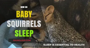 Understanding Baby Squirrels' Sleep Patterns and Cozy Nest Habits
