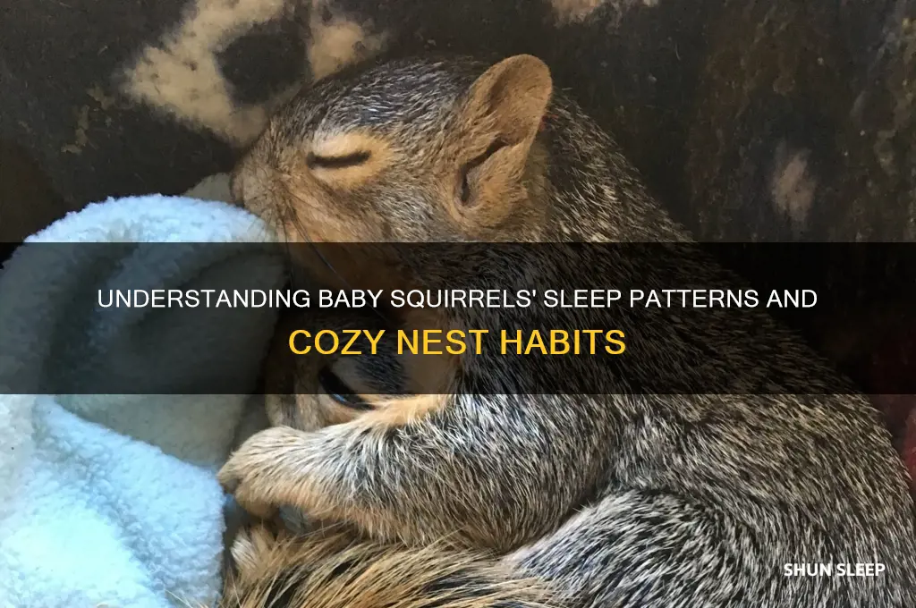 how do baby squirrels sleep