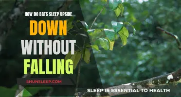 The Mystery of Bats: Sleeping Upside Down Securely